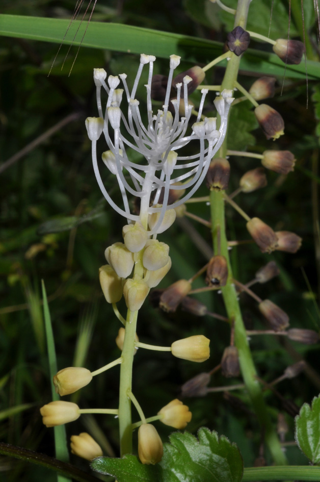 Muscari comosum...albino?