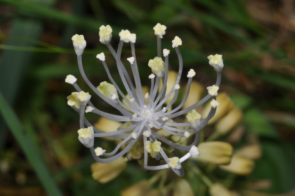 Muscari comosum...albino?