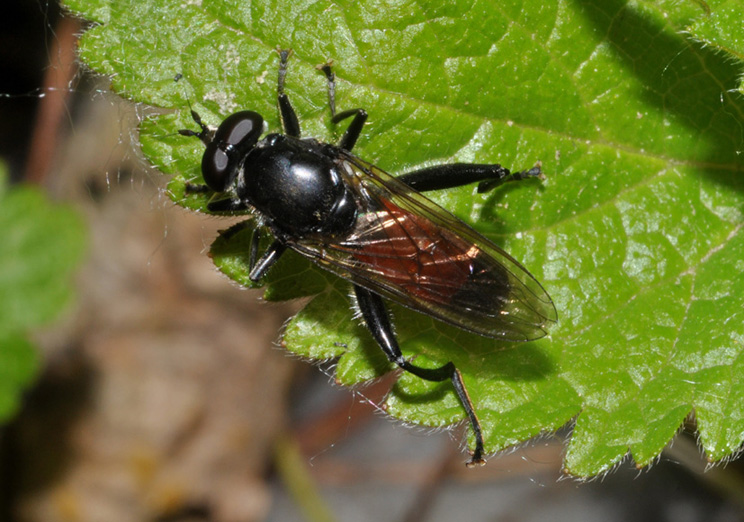 Syrphidae: Xylota...