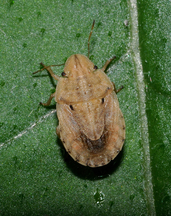 Pentatomidae: Sciocoris sulcatus NUOVO in Lombardia (MI)