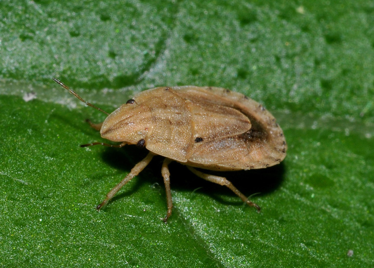 Pentatomidae: Sciocoris sulcatus NUOVO in Lombardia (MI)