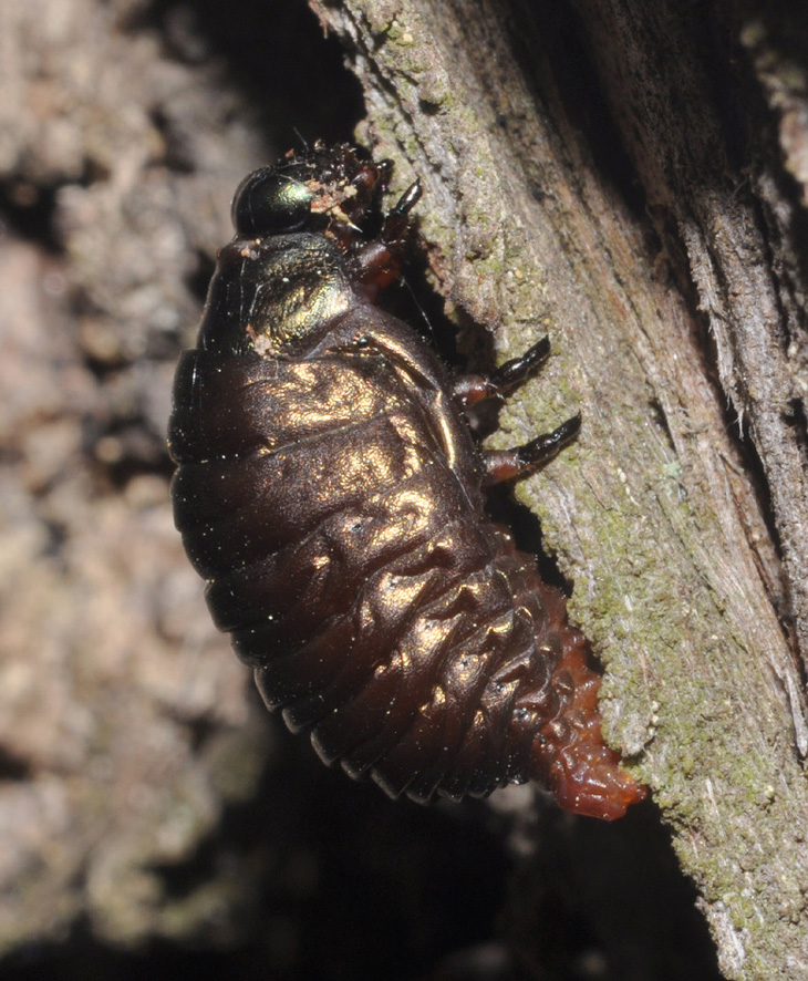 Larva di Timarcha sp.