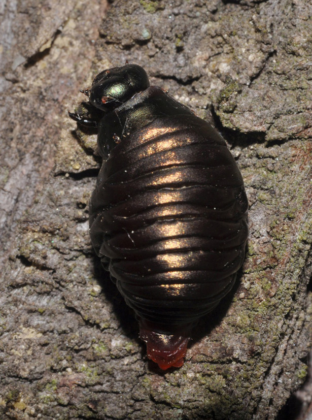 Larva di Timarcha sp.