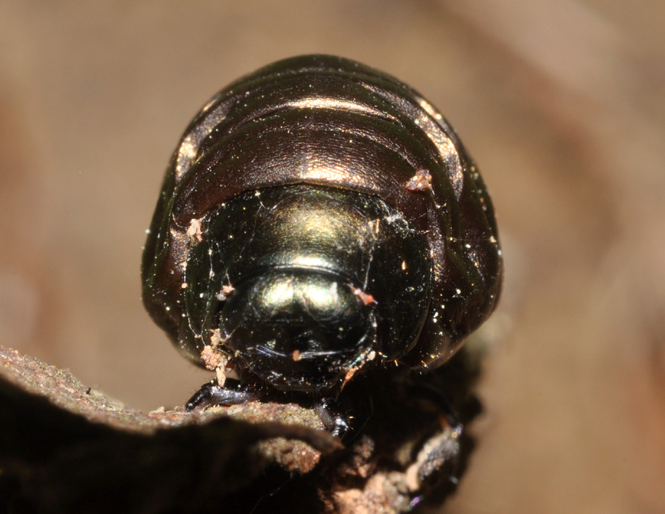 Larva di Timarcha sp.