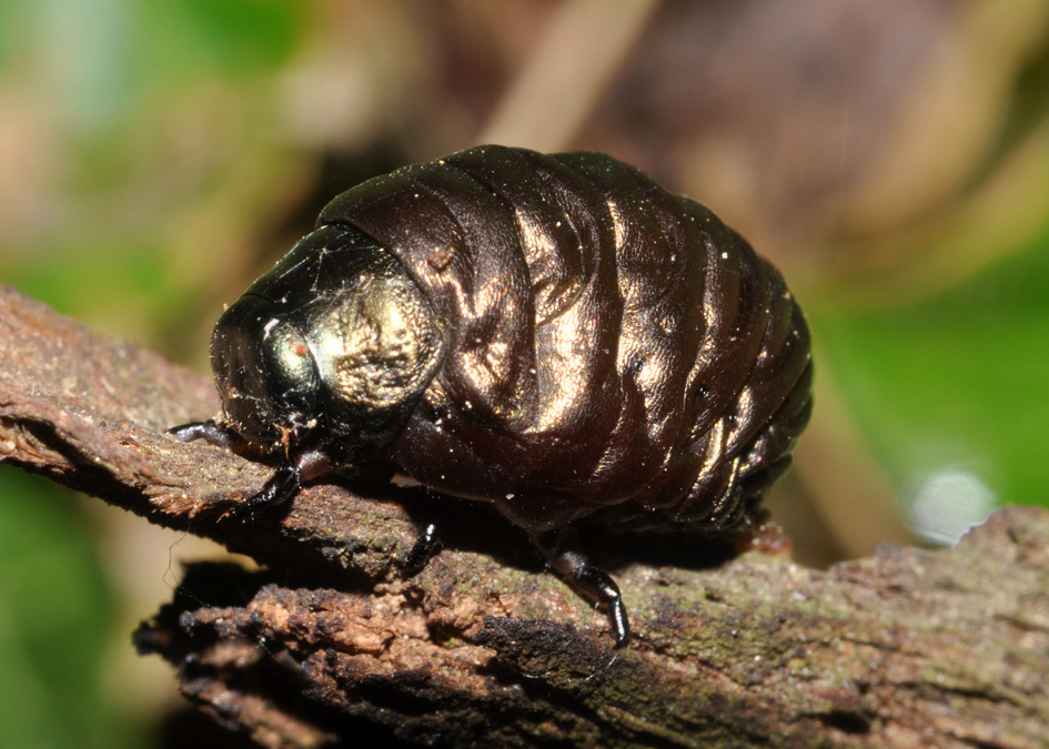 Larva di Timarcha sp.