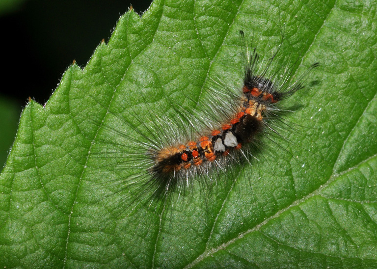 bruco di Lymantriidae? Si Orgyia