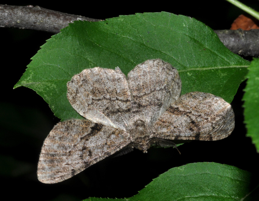 Geometridae (?): aiuto id