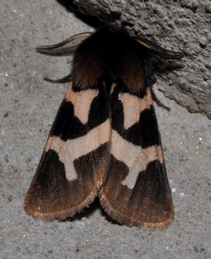 Erebidae Arctiinae: Watsonarctia deserta