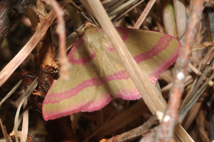 Geometridae: Lythria?