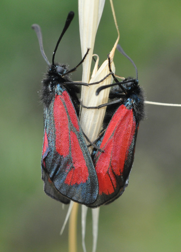 Zygaenidae 1