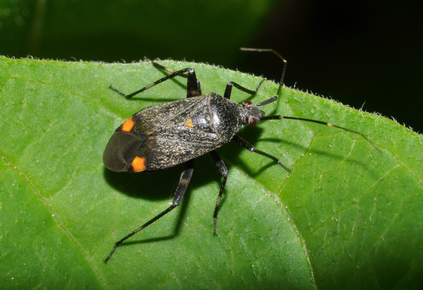 Miridae: Closterotomus cinctipes della Toscana (AR)