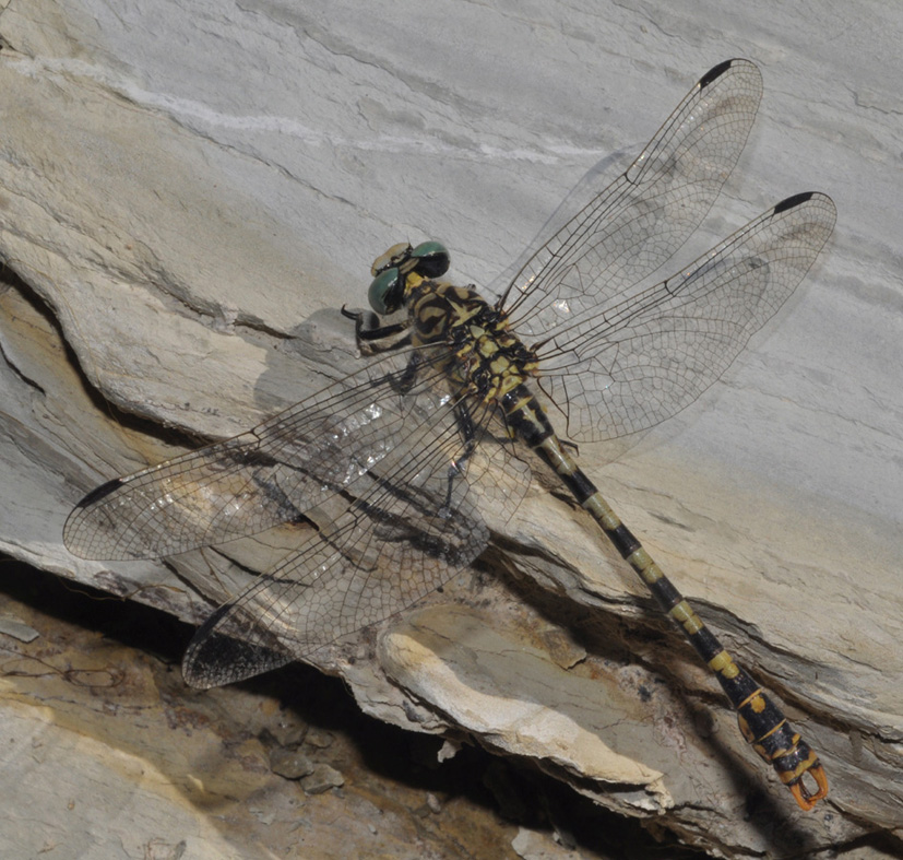 conferma id: Onychogomphus forcipatus?