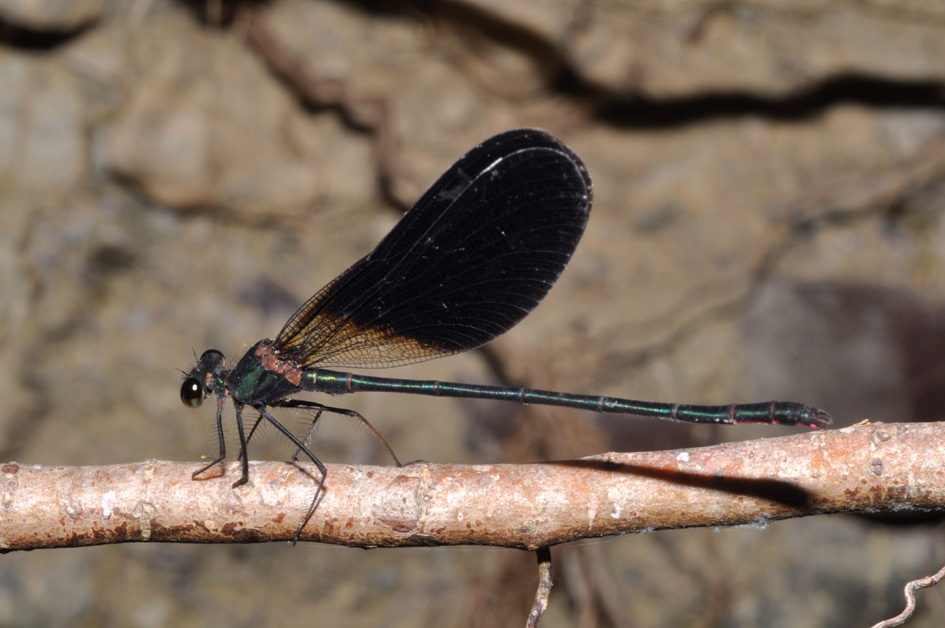 conferma id: Calopteryx haemorrhoidalis?