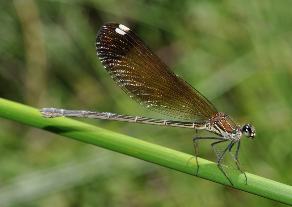 conferma id: Calopteryx haemorrhoidalis?