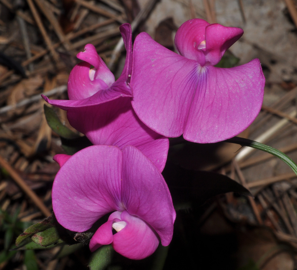 Lathyrus clymenum e Lathyrus sp.