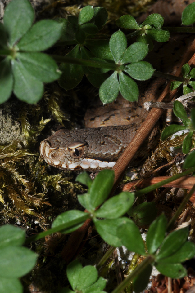 Vipera aspis...