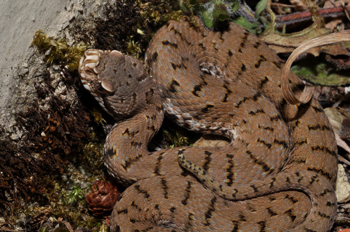 Vipera aspis...