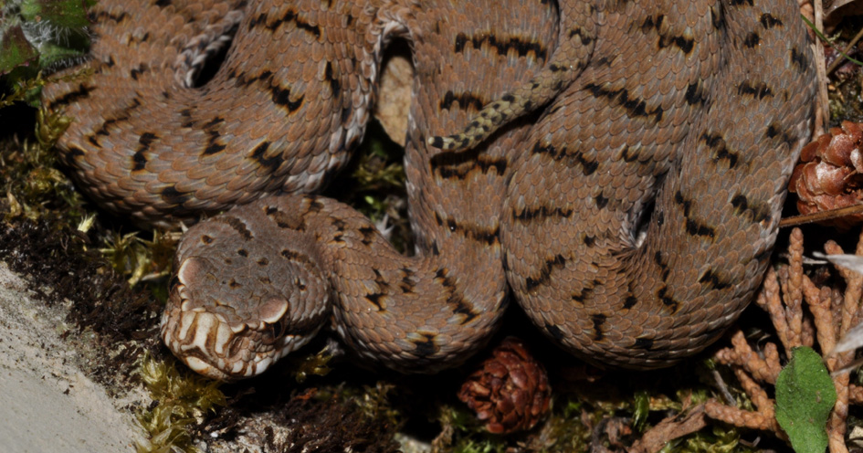 Vipera aspis...