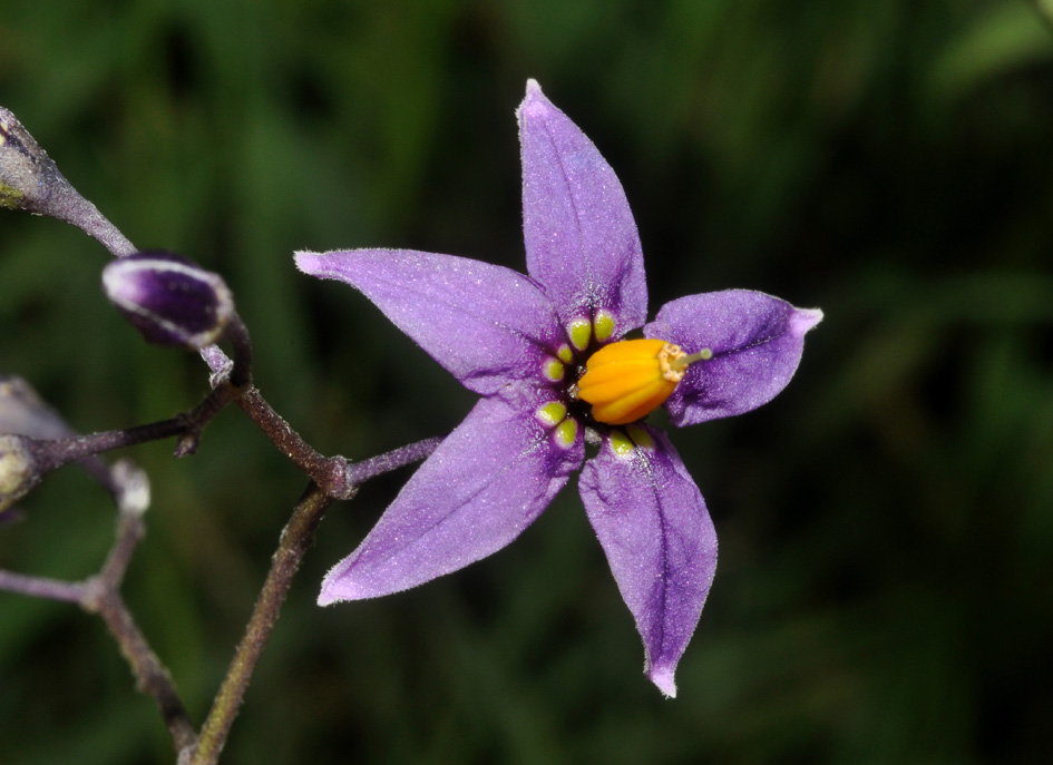 Solanum dulcamara