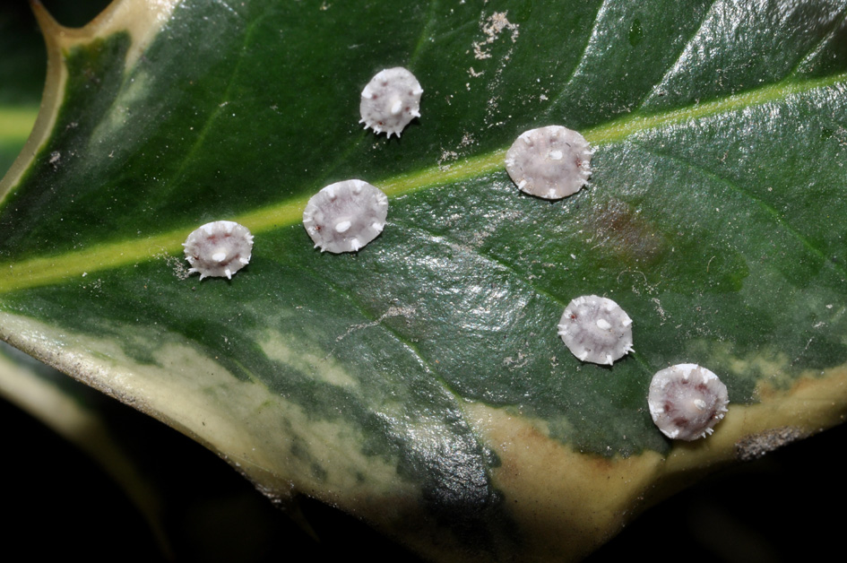 Cocciniglie...(Ceroplastes japonicus?)