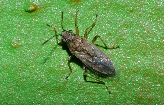 Lygaeidae: Nysius sp. di Settimo milanese