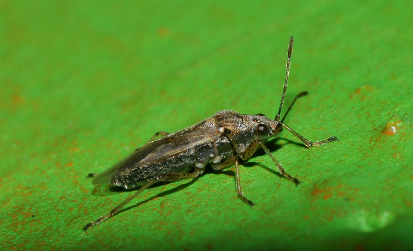 Lygaeidae: Nysius sp. di Settimo milanese