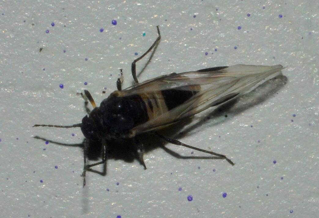 Aphididae alato (Anoecia cornicola?)