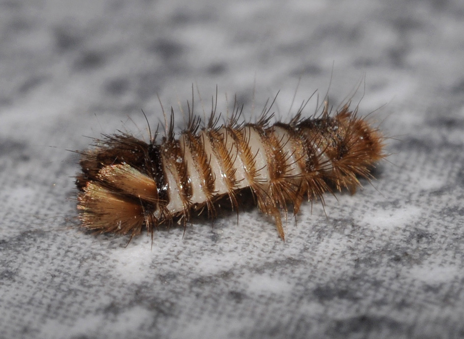 spazzolino ambulante.. (Larva di Dermestidae cfr Anthrenus)