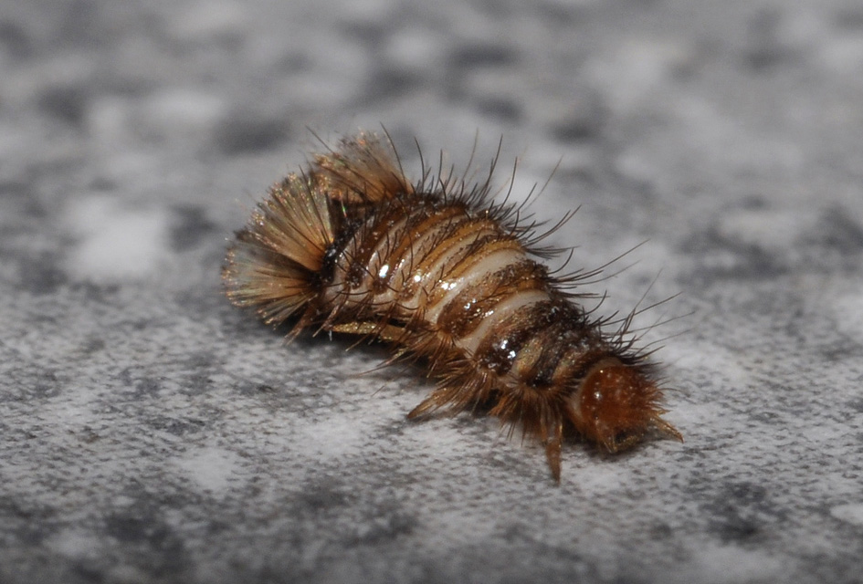 spazzolino ambulante.. (Larva di Dermestidae cfr Anthrenus)