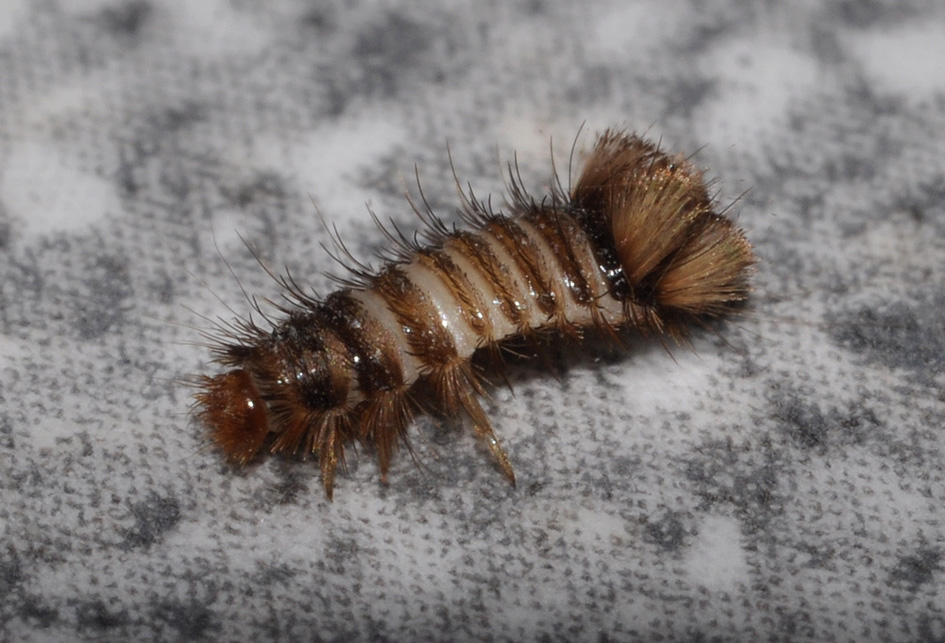 spazzolino ambulante.. (Larva di Dermestidae cfr Anthrenus)