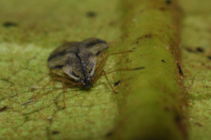 Tingidae: Stephanitis pyrioides, nuovo parassita dell''Azalea