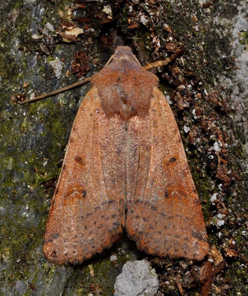 Noctuidae