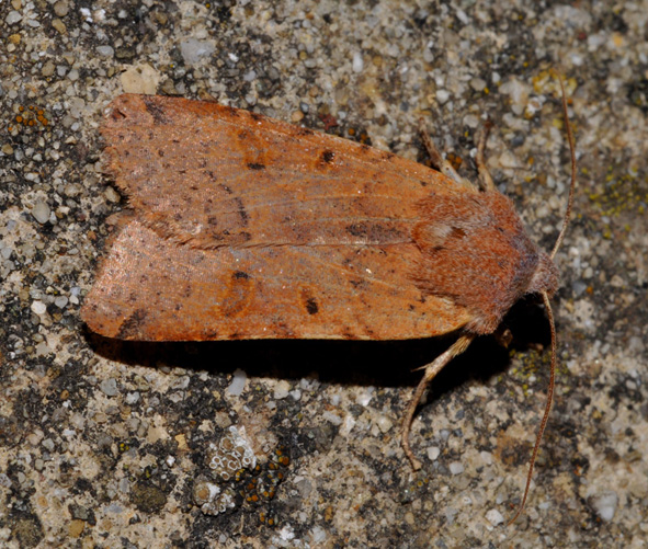 Noctuidae