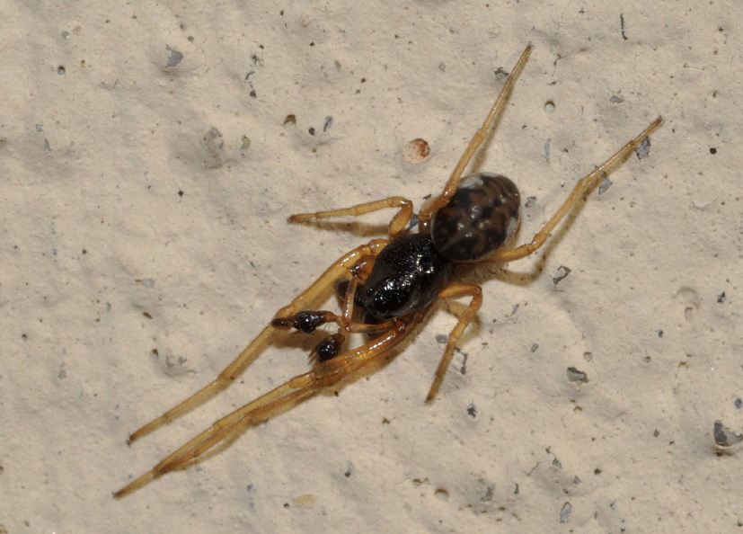 Pachygnatha degeeri