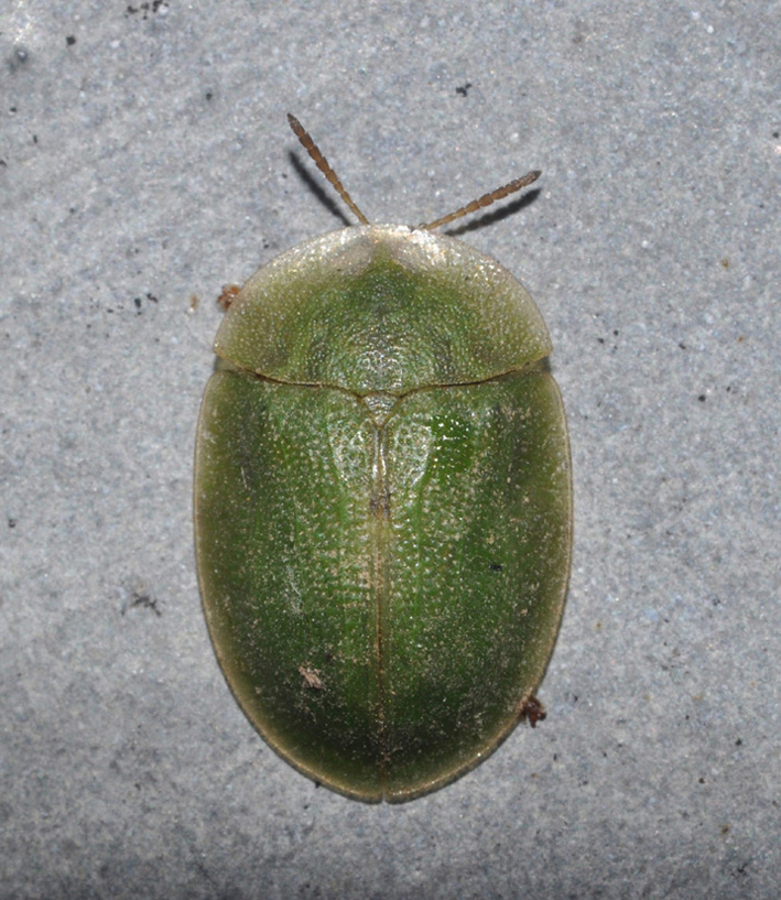 Chrysomelidae: Cassida sp.