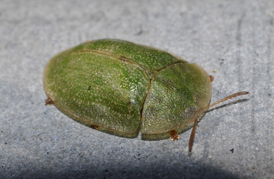 Chrysomelidae: Cassida sp.