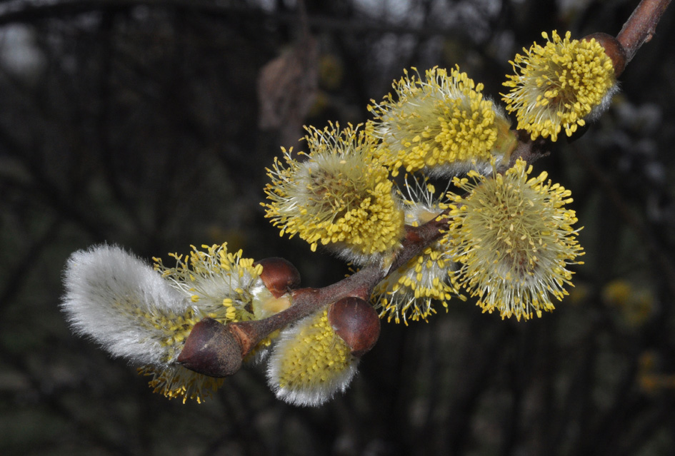 Salix sp.