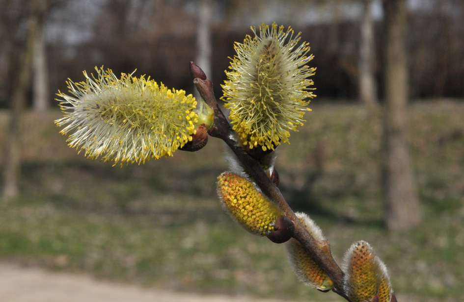 Salix sp.