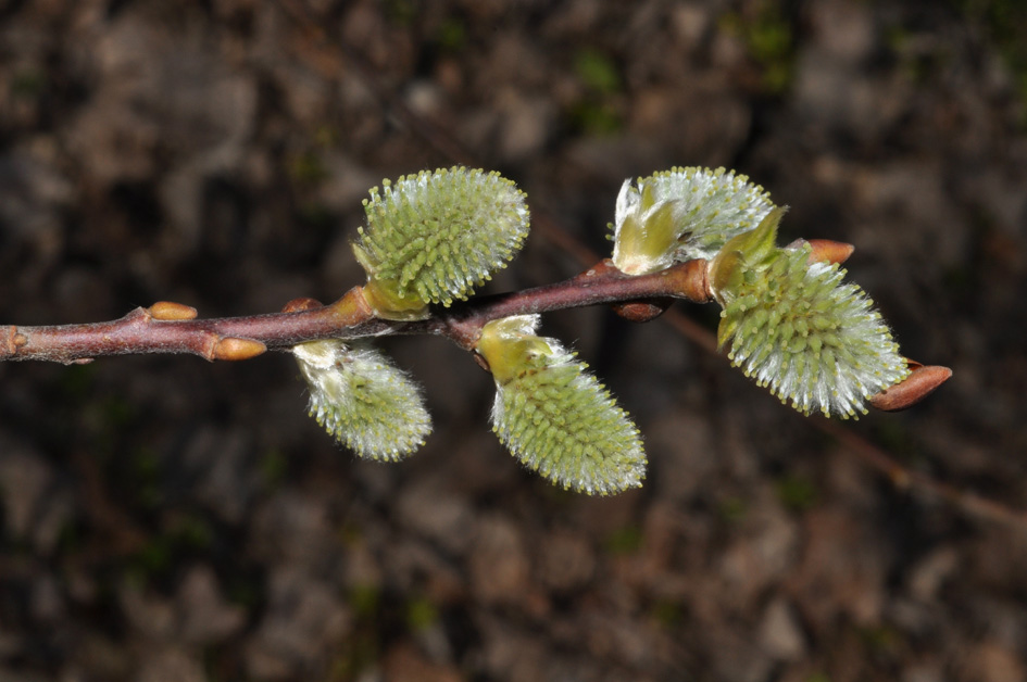 Salix sp.