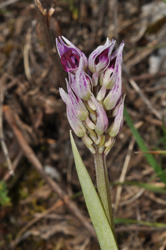 conferma per Orchis simia