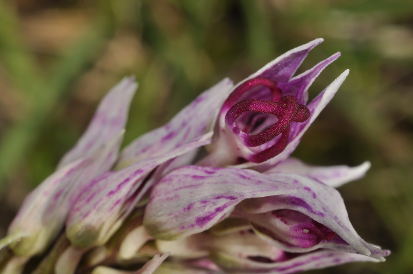 conferma per Orchis simia