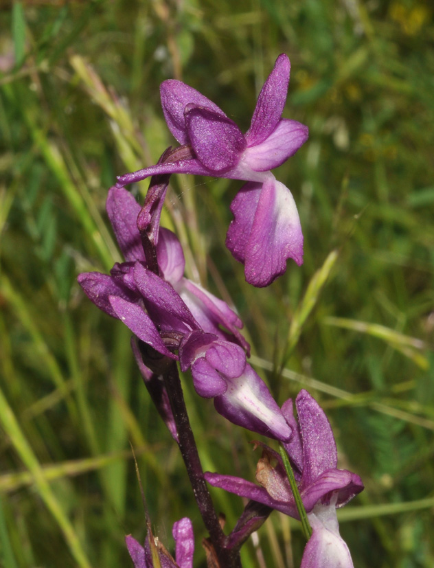 conferma per Anacamptis laxiflora