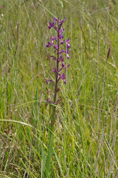 conferma per Anacamptis laxiflora