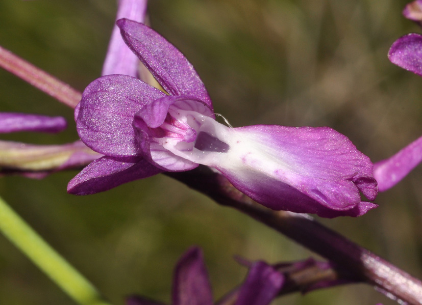 conferma per Anacamptis laxiflora