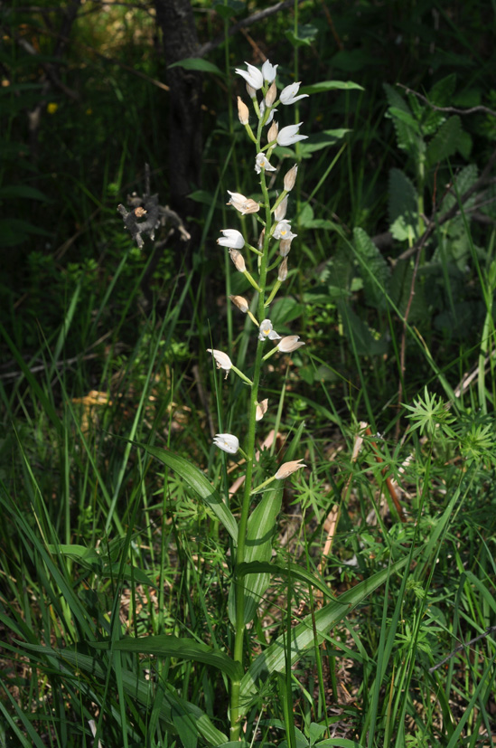 dubbio Cephalanthera