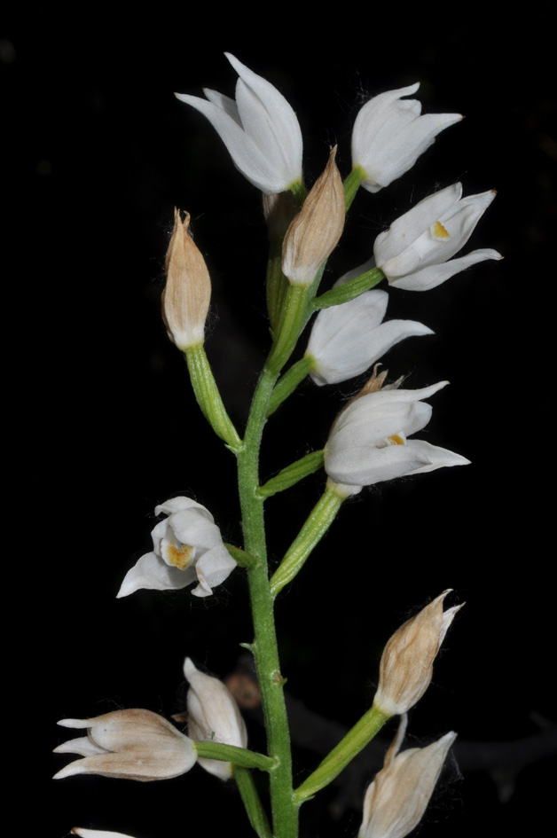 dubbio Cephalanthera