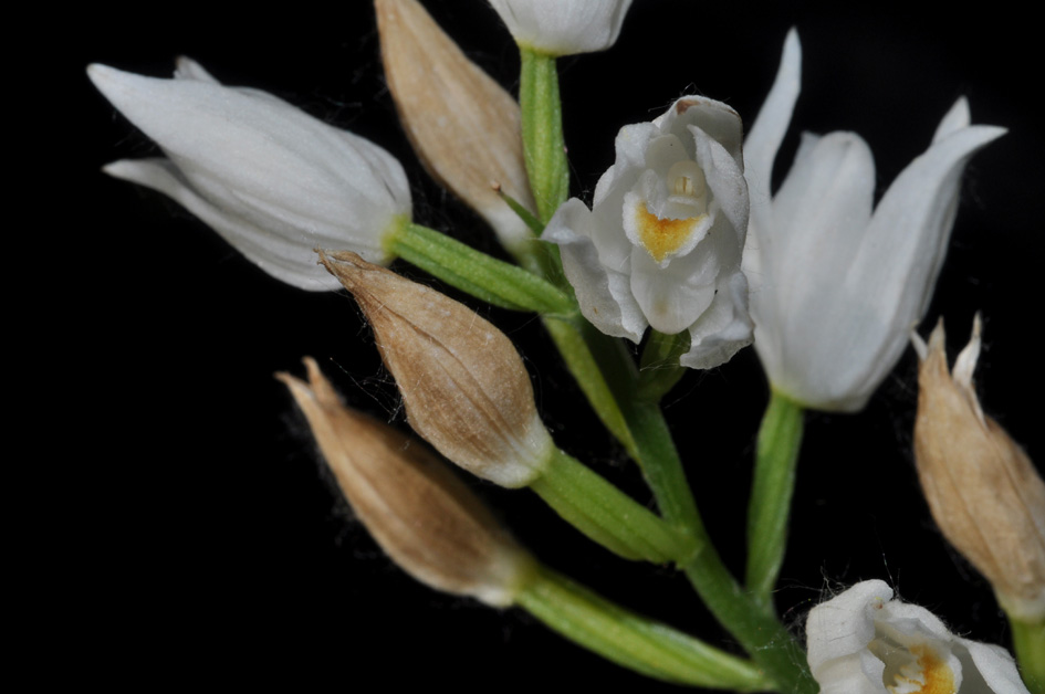 dubbio Cephalanthera