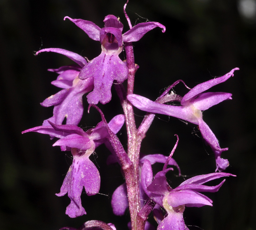 dubbio Orchis