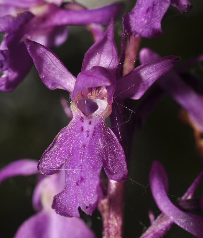 dubbio Orchis