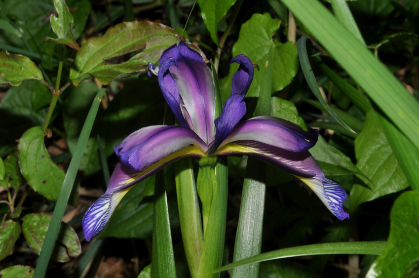 Iris graminea
